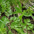 Blätterfoto Anemone baldensis
