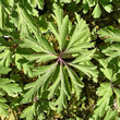Blätterfoto Anemone ranunculoides