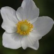 Blütenfoto Anemone sylvestris