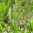 Blätterfoto Antennaria carpatica