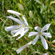 Blütenfoto Anthericum liliago