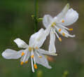 Blütenfoto Anthericum ramosum