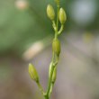 Stängel-/Stammfoto Anthericum ramosum