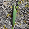 Blätterfoto Anthoxanthum alpinum