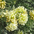 Blütenfoto Anthyllis barba-jovis