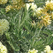 Blätterfoto Anthyllis barba-jovis