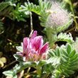 Blütenfoto Anthyllis montana