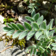 Blätterfoto Anthyllis montana