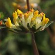 Blütenfoto Anthyllis vulneraria