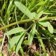 Blätterfoto Anthyllis vulneraria