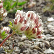 Blütenfoto Anthyllis vulneraria ssp. valesiaca
