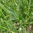 Blätterfoto Anthyllis vulneraria ssp. valesiaca