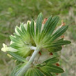 Foto von Besonderheit Anthyllis vulneraria ssp. valesiaca