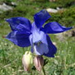 Blütenfoto Aquilegia alpina