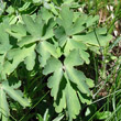 Blätterfoto Aquilegia alpina