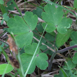 Blätterfoto Aquilegia vulgaris