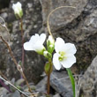 Blütenfoto Arabis bellidifolia