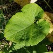 Blätterfoto Arctium lappa