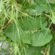 Blätterfoto Arctium nemorosum