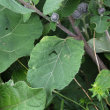Blätterfoto Arctium tomentosum