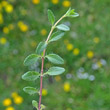 Blätterfoto Arenaria ciliata