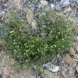 Habitusfoto Arenaria serpyllifolia