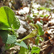 Blütenfoto Aristolochia lutea