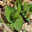 Blätterfoto Aristolochia lutea
