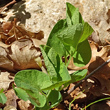 Stängel-/Stammfoto Aristolochia lutea