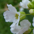 Blütenfoto Armoracia rusticana