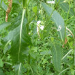 Blätterfoto Armoracia rusticana
