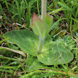 Blätterfoto Arnica montana