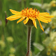 Blütenfoto Arnica montana