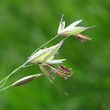 Blütenfoto Arrhenatherum elatius