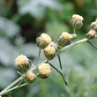 Blütenfoto Artemisia abrotanum