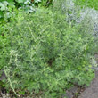 Habitusfoto Artemisia abrotanum