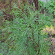 Blätterfoto Artemisia abrotanum