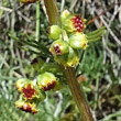 Blütenfoto Artemisia borealis