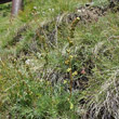 Habitusfoto Artemisia borealis