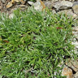 Blätterfoto Artemisia borealis