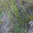 Habitusfoto Artemisia campestris