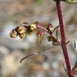 Blütenfoto Artemisia campestris