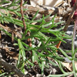 Blätterfoto Artemisia campestris
