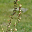 Portraitfoto Artemisia campestris subsp. alpina
