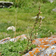 Habitusfoto Artemisia campestris subsp. alpina