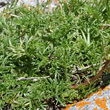 Blätterfoto Artemisia campestris subsp. alpina