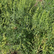 Habitusfoto Artemisia dracunculus