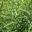 Blätterfoto Artemisia dracunculus