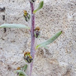 Blütenfoto Artemisia genipi