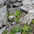Habitusfoto Artemisia genipi